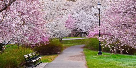 branch brook park webcam|Find Out When To See The Cherry Blossoms at This NJ Park